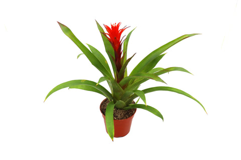 Bromeliad - 4-inch pot | Riverside Greenhouses