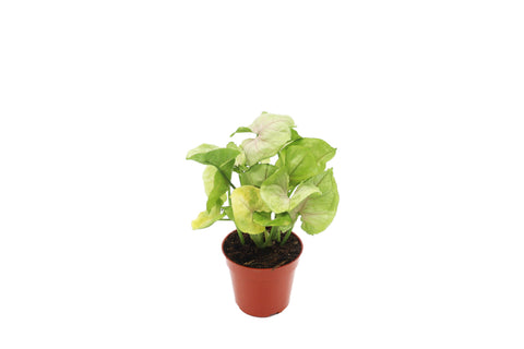 Creamsicle - 4-inch pot | Riverside Greenhouses