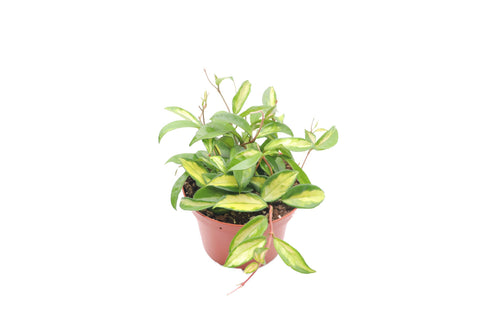 Crimson Princess - 6-inch pot | Riverside Greenhouses