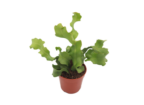 Curly Sue - 4-inch pot | Riverside Greenhouses