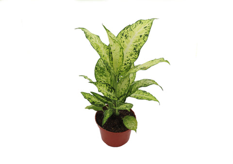 Dieffenbachia Amy - 6-inch pot | Riverside Greenhouses
