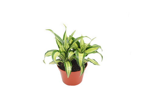 Dracaena Lime Dragon - 6-inch pot | Riverside Greenhouses