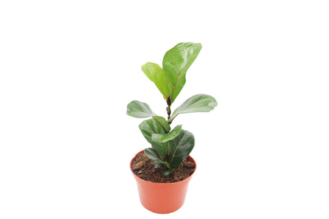Dwarf Fiddle Leaf Fig - 4-inch pot | Riverside Greenhouses