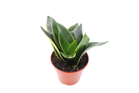 Emerald Star - 4-inch pot | Riverside Greenhouses