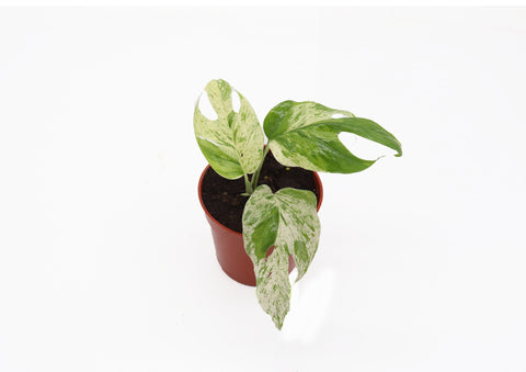Epiperemnum Marble - 4-inch pot | Riverside Greenhouses