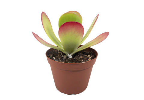 Flapjack - 4-inch pot | Riverside Greenhouses