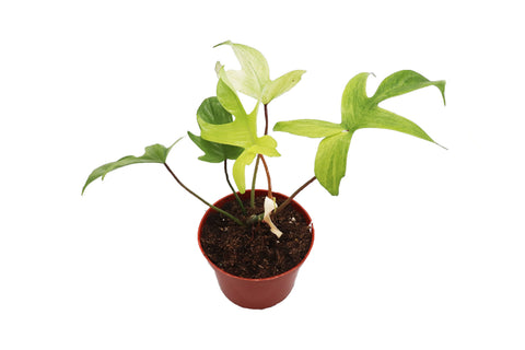 Florida Ghost - 6-inch pot | Riverside Greenhouses