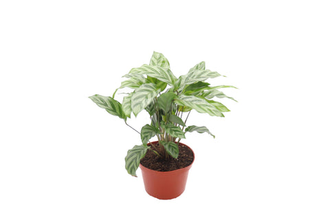 Freddy - 6-inch pot | Riverside Greenhouses