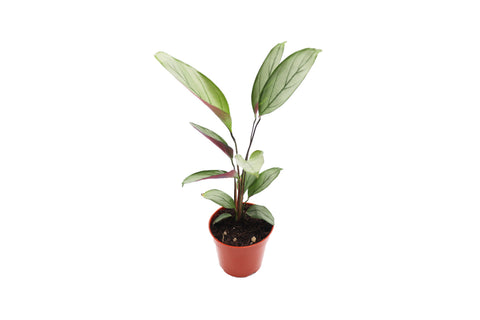 Grey Star - 4-inch pot | Riverside Greenhouses