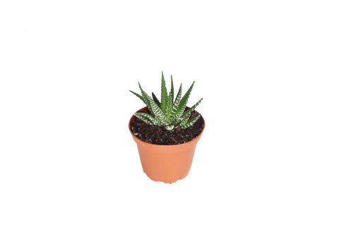 Haworthia Zebra - 2-inch pot | Riverside Greenhouses