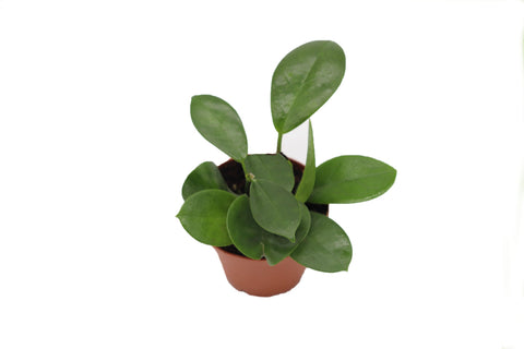 Hoya Australis - 2-inch pot | Riverside Greenhouses