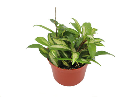 Hoya Crimson Princess - 6-inch pot | Riverside Greenhouses