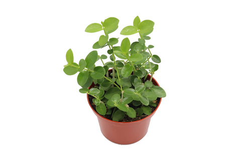 Hoya Cummingiana - 6-inch pot | Riverside Greenhouses