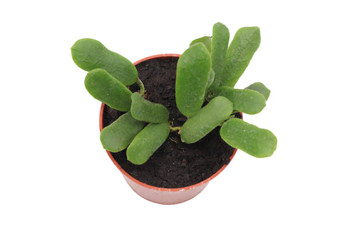 Hoya Rotundiflora - 4-inch pot | Riverside Greenhouses