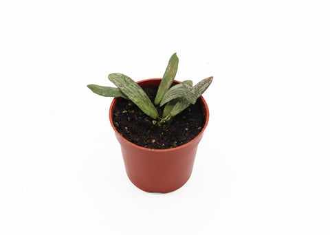 Hoya Sigillatis - 4-inch pot | Riverside Greenhouses