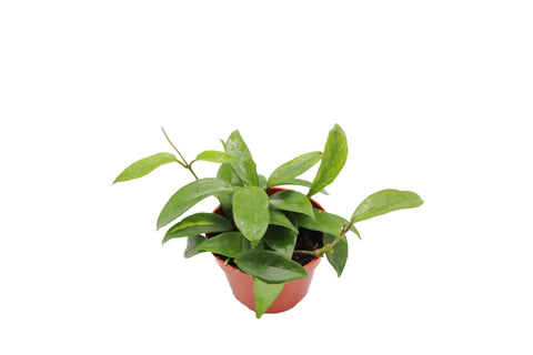 Krinkle Wax - 4-inch pot | Riverside Greenhouses
