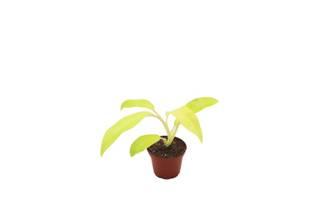 Lemon Lime Philodendron - 2-inch pot | Riverside Greenhouses