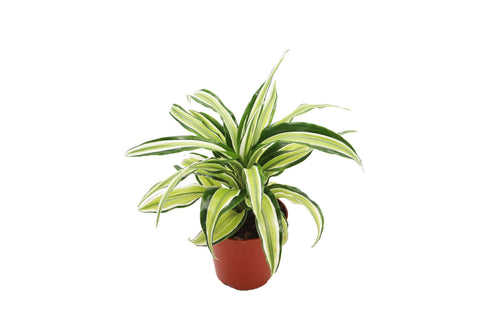 Lime Dragon - 4-inch pot | Riverside Greenhouses