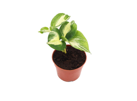 Manjula Pothos - 4-inch pot | Riverside Greenhouses
