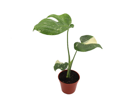 Monstera Constellation - 4-inch pot | Riverside Greenhouses