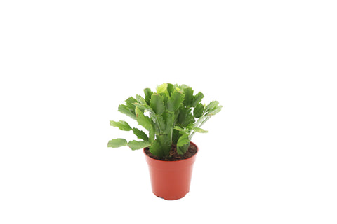 Orange Christmas Cactus - 4-inch pot | Riverside Greenhouses