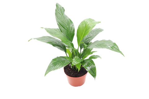 Peace Lily - 6-inch pot | Riverside Greenhouses