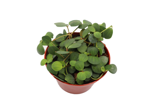 Peperomia Hope - 6-inch pot | Riverside Greenhouses