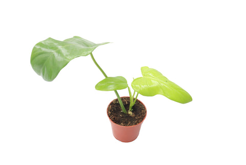Philodendron Bip Aurea - 4-inch pot | Riverside Greenhouses