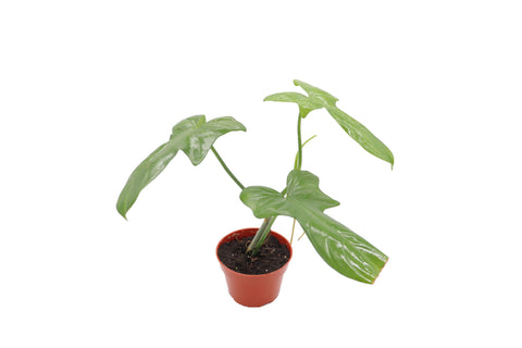 Philodendron bipennifolium - 4-inch pot | Riverside Greenhouses