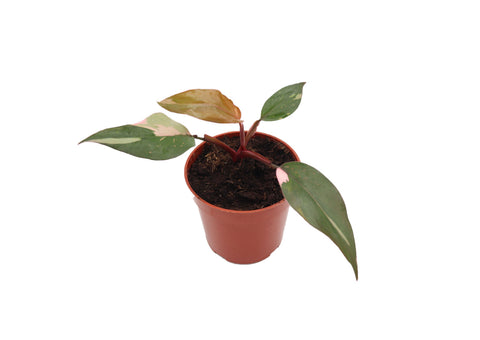 Philodendron Pink Princess - 4-inch pot | Riverside Greenhouses