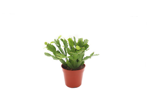 Pink Christmas Cactus - 4-inch pot | Riverside Greenhouses
