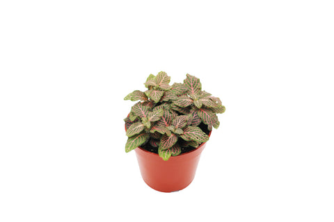 Pink Fittonia - 4-inch pot | Riverside Greenhouses