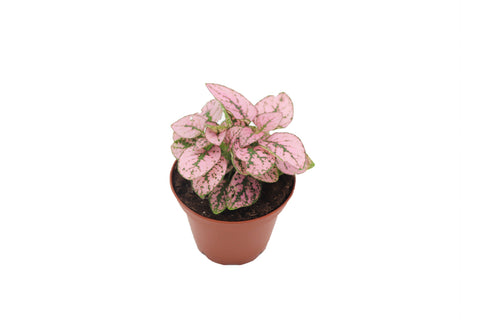 Pink Polka - 2-inch pot | Riverside Greenhouses