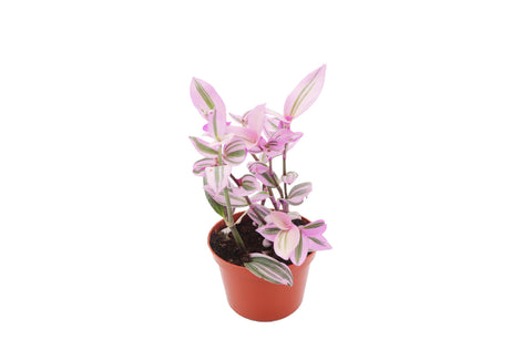Pink Wandering Jew - 6-inch pot | Riverside Greenhouses