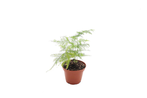 Plumosa Fern - 3-inch pot | Riverside Greenhouses
