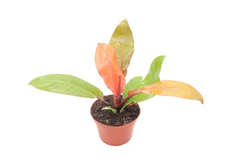 Prince Of Orange - 6-inch pot | Riverside Greenhouses