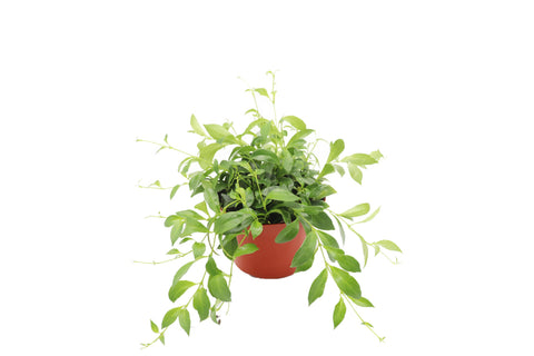 Purple Star - 6-inch pot | Riverside Greenhouses