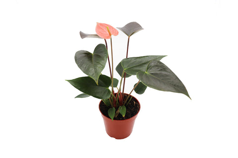 Rainbow Anthurium - pot | Riverside Greenhouses
