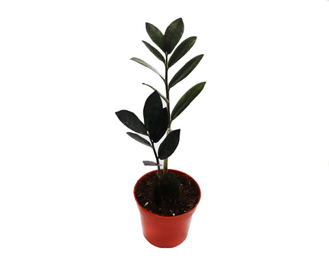 Rare Black Raven ZZ - 4-inch pot | Riverside Greenhouses