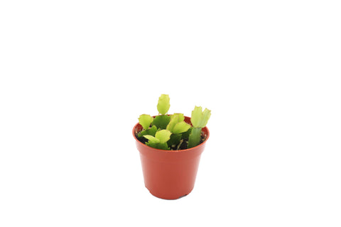 Red Christmas Cactus - 4-inch pot | Riverside Greenhouses