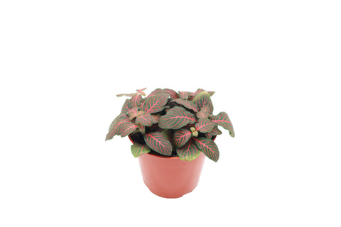 Red Fittonia - 4-inch pot | Riverside Greenhouses