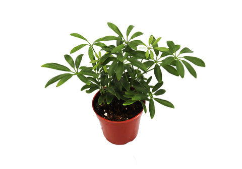 Schefflera - 4-inch pot | Riverside Greenhouses