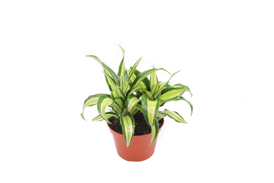Dracaena Lime Dragon - 6-inch pot | Riverside Greenhouses