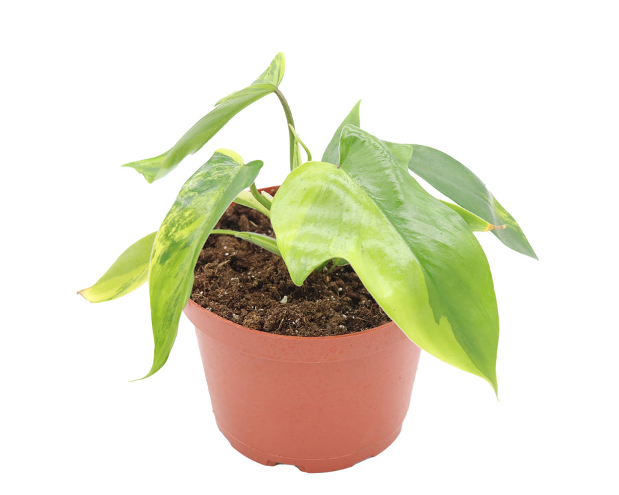 Florida Beauty -  pot | Riverside Greenhouses