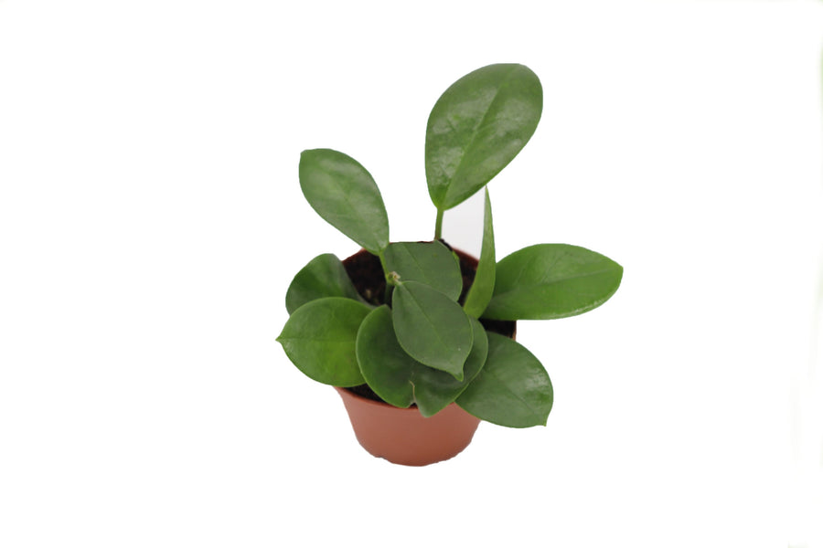 Hoya Australis - 2-inch pot | Riverside Greenhouses