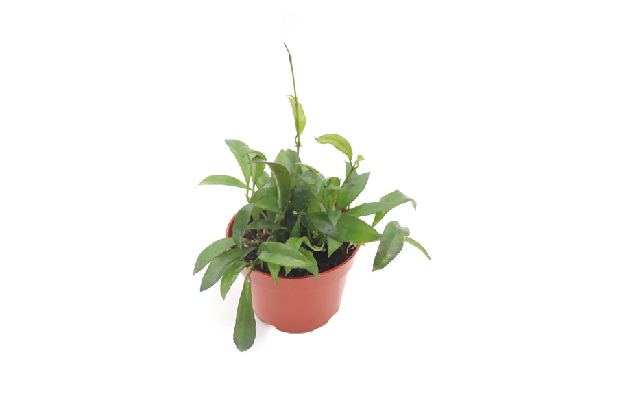 Hoya Carnosa - 4-inch pot | Riverside Greenhouses