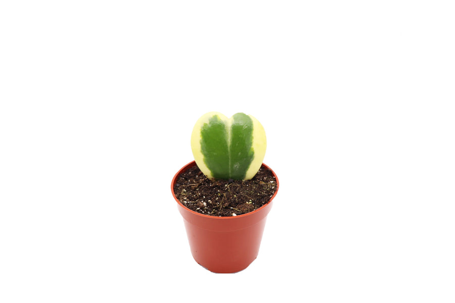 Hoya Kerrii - 4-inch pot | Riverside Greenhouses