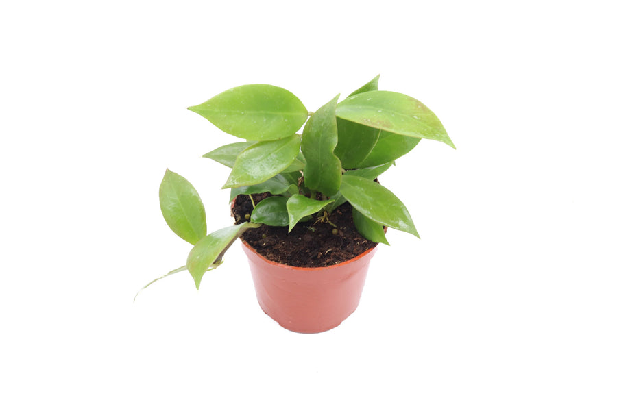 Hoya Sunrise -  pot | Riverside Greenhouses