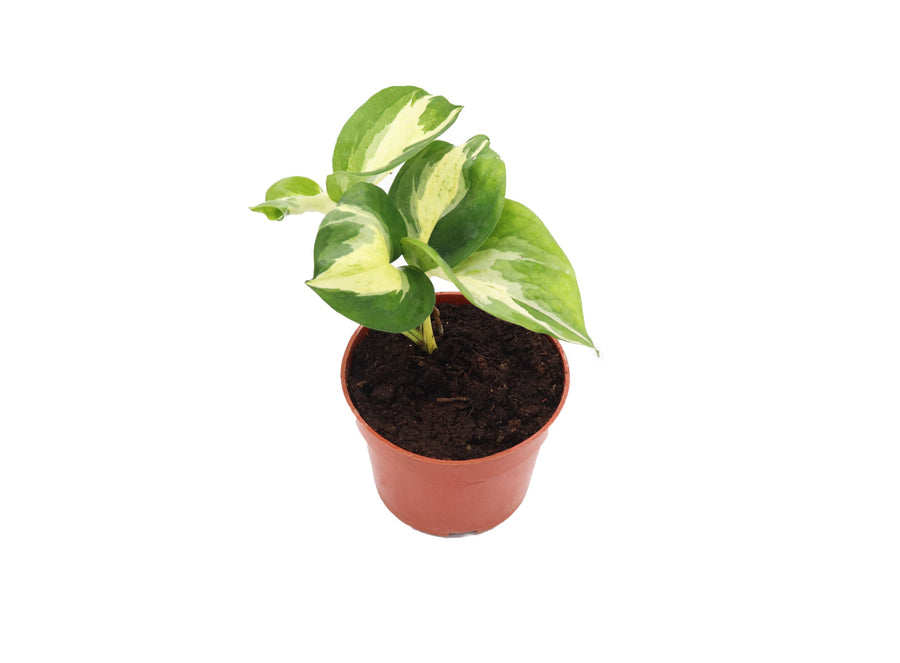 Manjula Pothos - 4-inch pot | Riverside Greenhouses