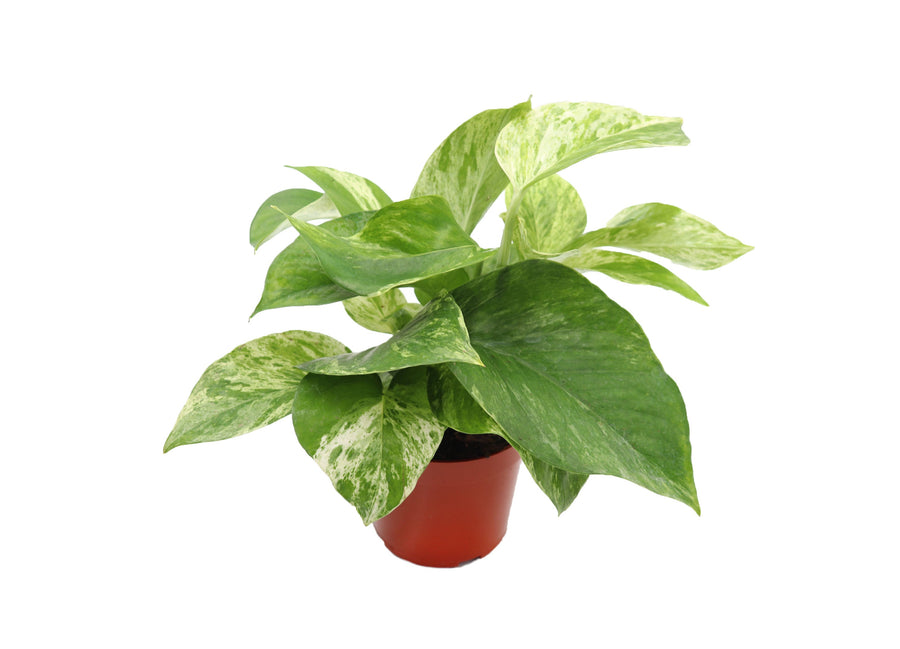 Marble Queen -  pot | Riverside Greenhouses